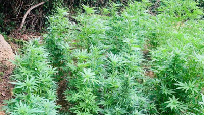 Jandarma baskınıyla ortaya çıktı: 343 kök imha edildi