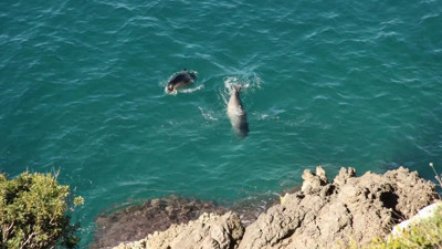 Nesli tükenme tehlikesi altında... Kuşadası’na misafir oldu
