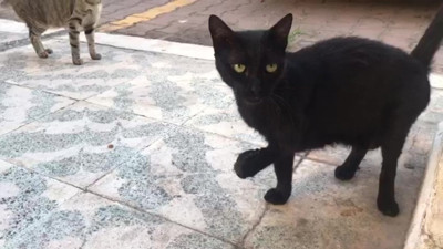 Günlerdir aranıyordu: 'Karam'ı alan kişi ortaya çıktı