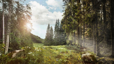 Ücretsiz fidana büyük ilgi