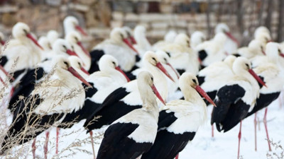 Leylekler, karlı arazide mola verdi
