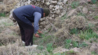 Basuru anında bitiriyor. Dağlardan toplanıyor 40 TL'den satılıyor