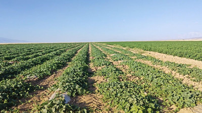 Çiftçi "Olmaz" denileni yaptı paraya para demiyor. Romatizma ağrılarını hafifletiyor