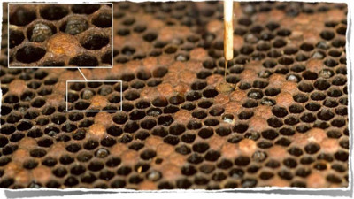 Bal arıları antibiyotik krizini çözebilir mi? İşte doğanın mucizesi