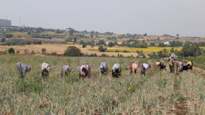 Kök kısmını yiyen kansere 'dur' diyor. Hasadı başladı kilosu 18 TL