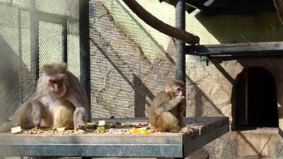 "Fıstık", yeni ailesiyle tanıştı! Antalya otogarında yakalanmıştı