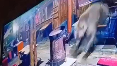 Camı parçalayan ayı uçarak içeriye girdi! Restoranı savaş alanına çevirdi