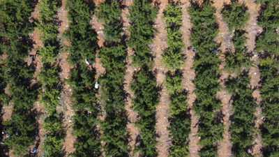 Mersin'de yetişiyor Türkler tadına zor bakıyor. Fiyatı 8 bin TL'den 400 TL'ye düştü. 7 yıldızlı otellerde tüketiliyor