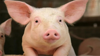 Dünyada ilki onlar başardı! İnsana domuzdan karaciğer nakli yapıldı