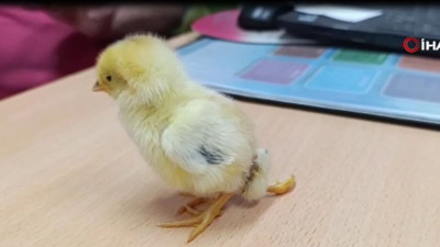 30 yıllık veteriner ilk defa gördü