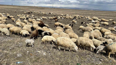Kars’ta koyunlar doğaya kavuştu! Çiftçiler sezondan umutlu