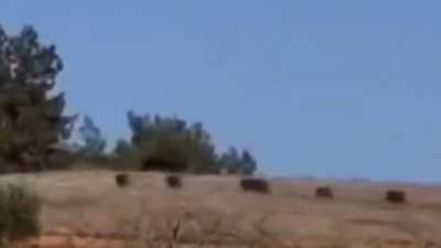 Gaziantep’te korku dolu anlar! Domuz sürüsü panik oluşturdu