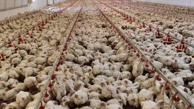 Türkiye'de tavuk etinin fiyatı uçuşa geçiyor. 16 milyon kümeste üretim durdurulacak