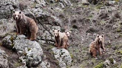 Günaydın ayı ailesi