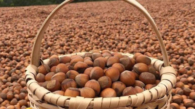 Fındığın kilogramı 137-142 lira arasında işlem gördü!