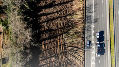 Bisiklet yolu için yüzlerce ağaç kesildi: Halk isyan etti