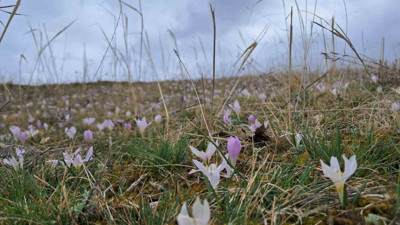 Kars'ta kardelenlerin şovu!