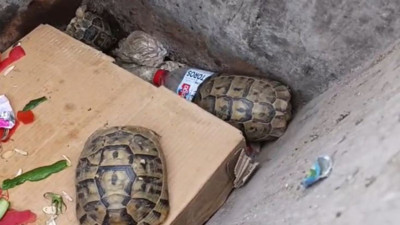 Kaplumbağaları çöpe attılar