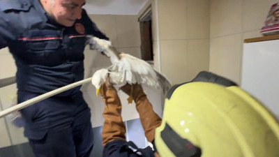 Avcılar'da martı seferberliği!