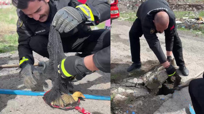 Sivas’ta ördek kurtarma operasyonu