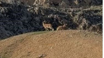 Bu keçiyi vurana rekor ceza