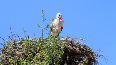 Elektrik direğinin tepesindeki yuva, leylek ailesine ev sahipliği yapıyor