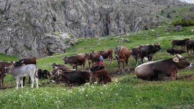 Maaş 60 bin lira başvuran yok! Çoban bulunamıyor