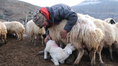Koyun ve kuzuların buluşması duygulandırdı
