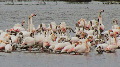 Söke Ovası flamingolar ile renklendi