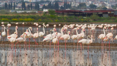Söke’de doğa harikası: Flamingolar tarlalarda