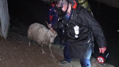 Kırıkkale'de koku faciası: 23 küçükbaş hayvan telef oldu, 77'si kurtarıldı