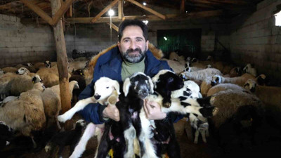 Bayburt'ta besiciler oğlak ve kuzuları büyütme telaşında