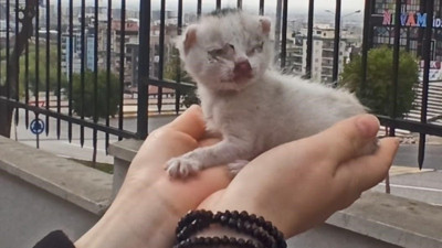 Mazgala düşen minik kedi ekiplerce kurtarıldı