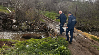 Böyle vicdansızlık yok! Ölü hayvanı dereye attılar