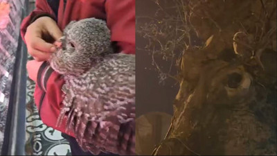 İnegöl'de yürekleri ısıtan hareket! Yuvasından düşen baykuşu kasaba götürdüler!