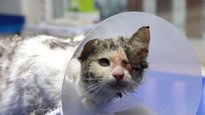 Çok acı çekti! Minik kedi sahiplenmeyi bekliyor