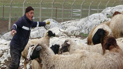 Çobanların korkulu rüyası oldular