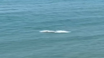 İzleyenler gözlerini alamadı... Yunus balıklarından görsel şölen!