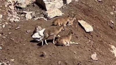 Dağ keçilerinin güneş keyfi