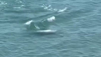 Yunus balıklarından görsel şölen