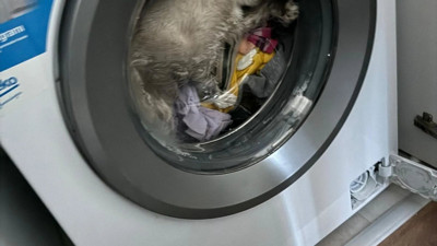 Çamaşır makinesinde mahsur kalan kedi için seferber oldular