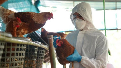 Virüs alarmı! Yetkililer harekete geçti. Meksika'da ilk kez görüldü