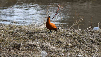 Kars'ta angutlar eşleriyle birlikte görüntülendiler