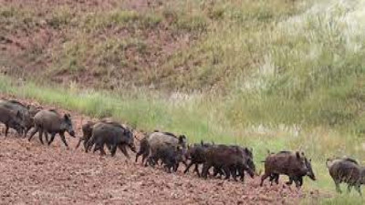 Kars'ta yaban domuzu sürüsü görüntülendi