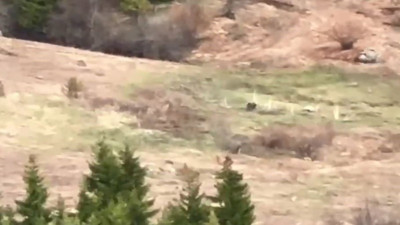 Piknik yapan gençler ayıyı çaya davet etti! O anlar sosyal medyada izlenme rekoru kırdı