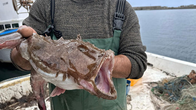 Karadeniz'de nadir görülen balık ağa takıldı