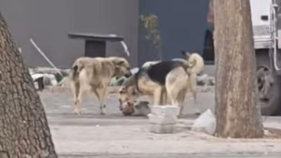 Sahipsiz köpekler kediyi parçaladı, vatandaş isyan etti!