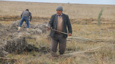 Tuz Gölü çevresine binlerce fidan dikildi