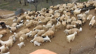 Erzincan’da kuzular anneleriyle buluştu