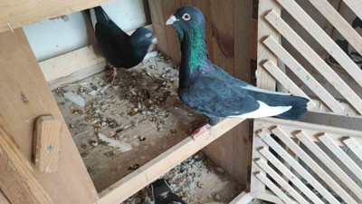 Kayıp güvercinleri bulana 20 bin TL ödül